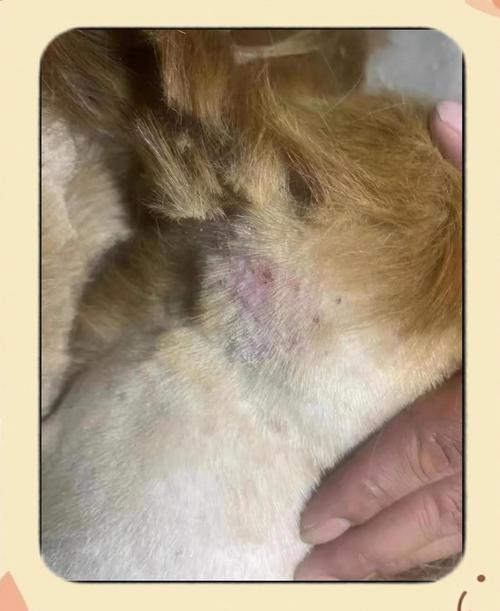 土松犬得了风湿病,会有哪些症状?