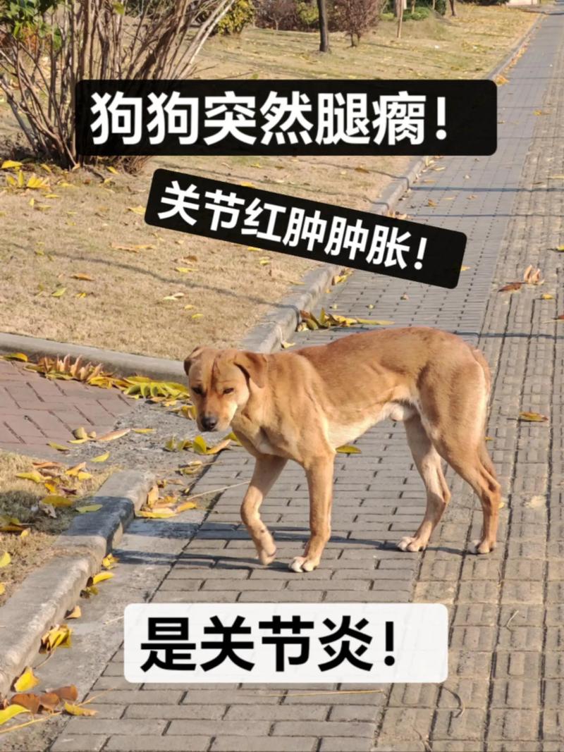 狗狗风湿症的症状与治疗