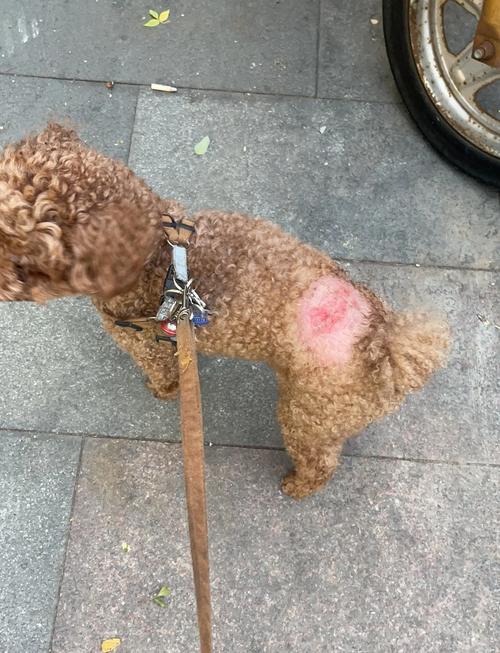 狗后腿扭伤症状