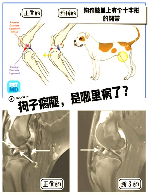狗狗筋扭了是什么症状?