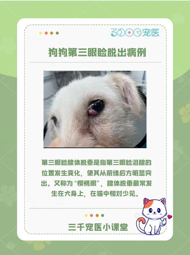 狗狗为什么眼睑增生发红