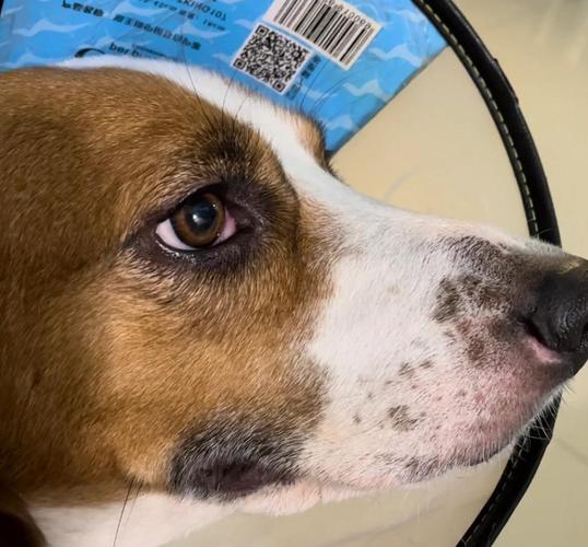 狗狗为什么得第三眼睑