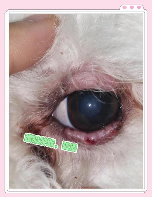狗狗为什么会得第三眼睑增生?