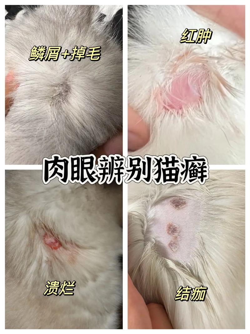 猫咪得了猫癣应该怎么办?