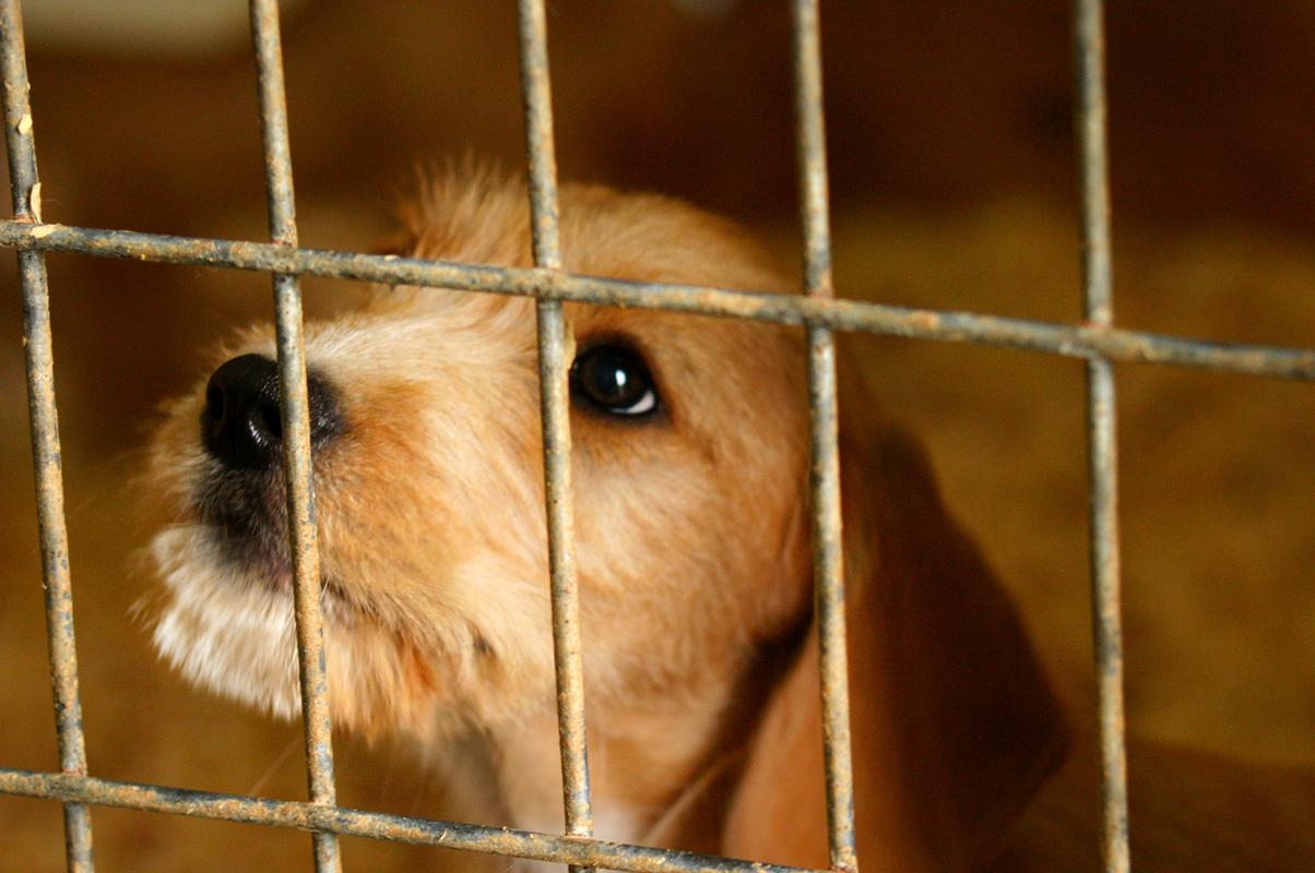 狗狗关笼子睡觉好不好?