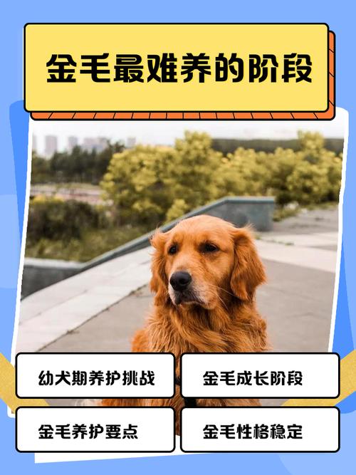 金毛最难养的阶段
