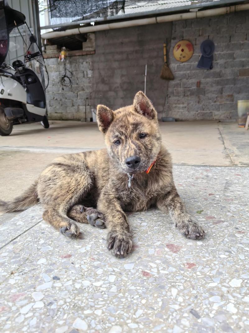 三个月大的狗狗吃什么