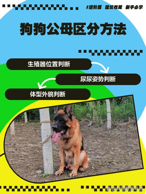 怎样分辨狗狗公母图片