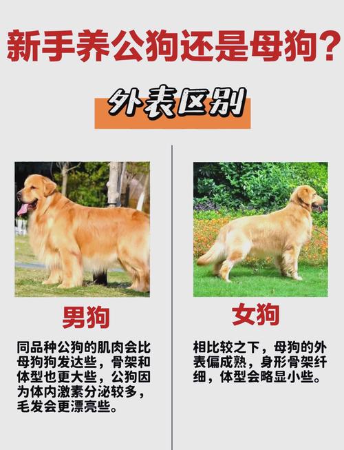 公狗和母狗怎么区别怎么看