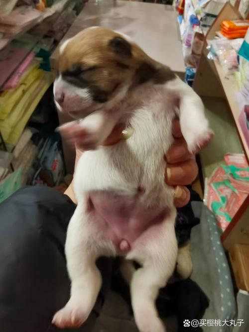 狗狗满月如何判断公母