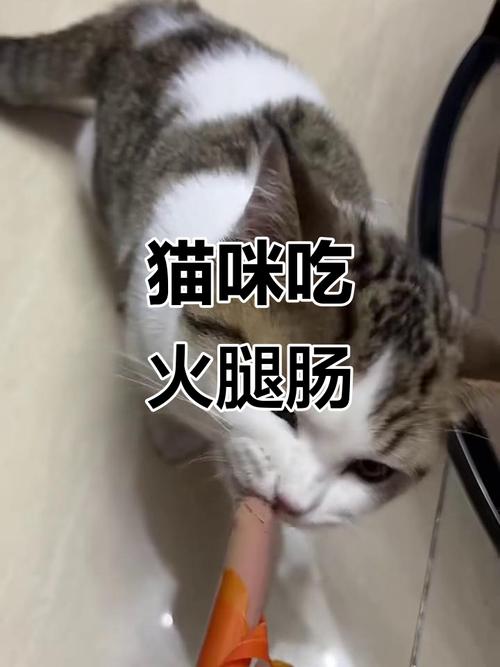 猫吃了一根火腿肠没事吧