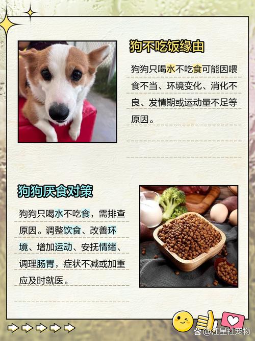 狗狗只喝水不想吃东西怎么办