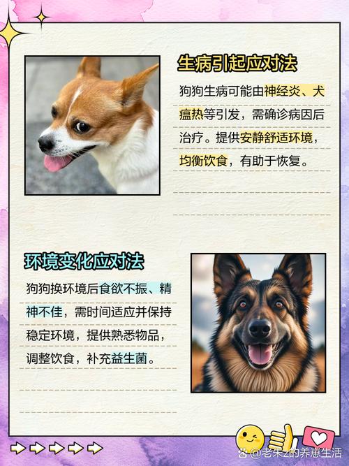 夏天家里的猫猫狗狗不爱吃饭、变瘦,是正常的嘛?该如何给它们调整饮食...