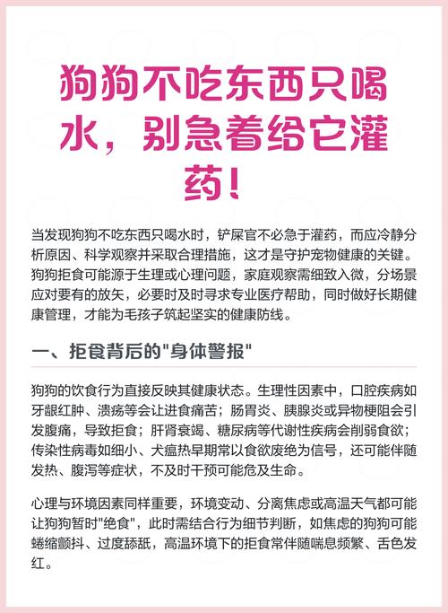 狗狗不吃不喝怎么办?