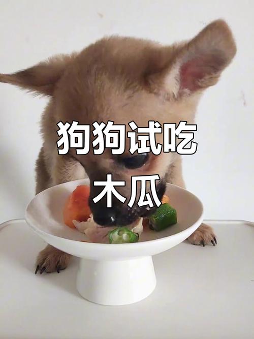 狗狗为什么不吃木瓜