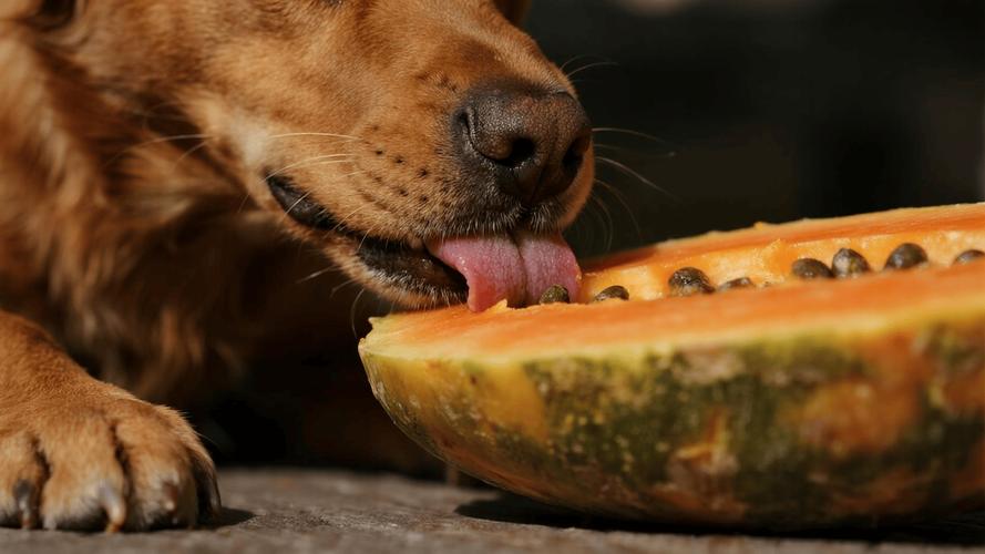 狗狗可以吃木瓜吗