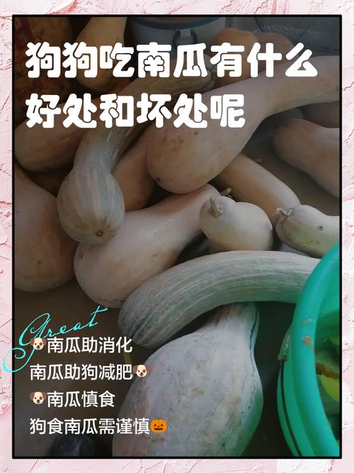 狗狗为什么喜欢吃木瓜