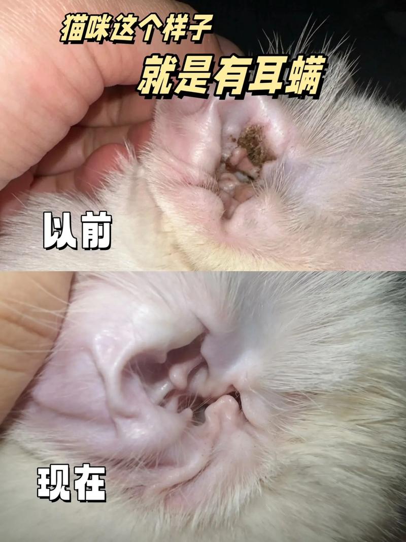 用什么给猫洗耳朵耳螨