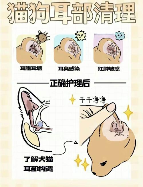 英短蓝猫容易生哪些病?养蓝猫家里可以常备哪些药品?