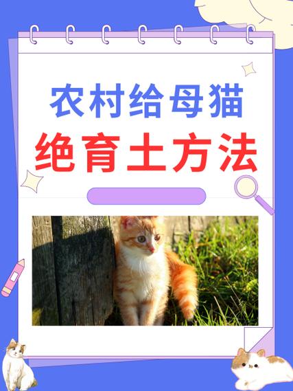 母猫绝育手术费用