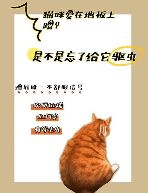 猫猫总坐在地上磨屁股是怎么回事?