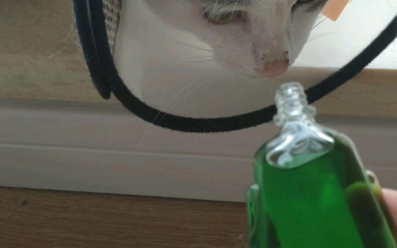 猫咪闻到风油精会是什么反应?