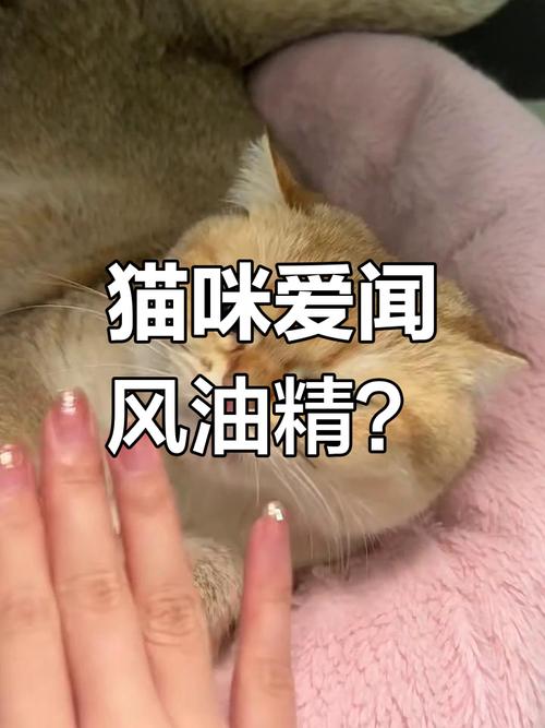 猫咪舔了风油精会怎么样?
