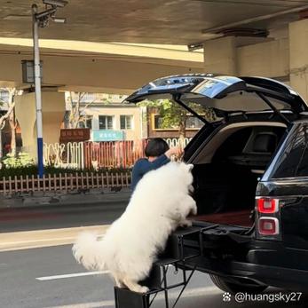 狗放后备箱一个小时会不会闷死-狗放在后备箱多久会死