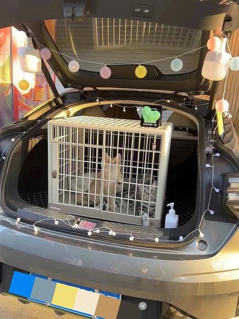 狗狗放后备箱会闷死吗