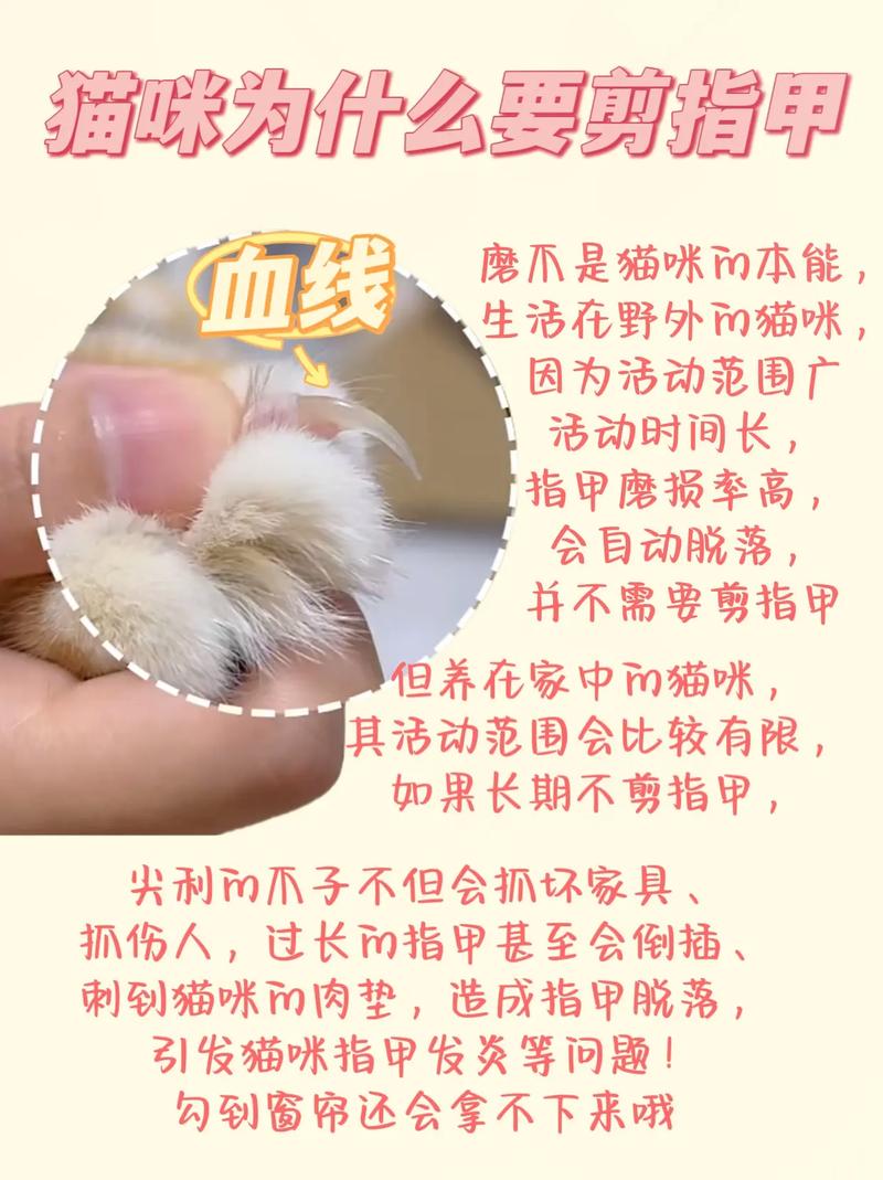 猫咪剪到血线疼吗