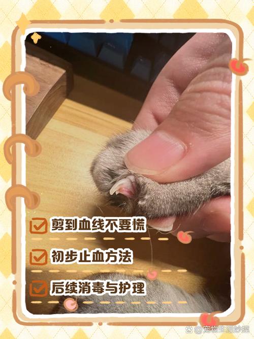 猫咪血线是什么
