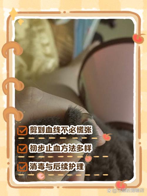 剪到猫的血线要紧吗