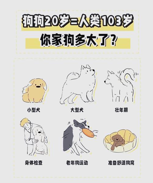 狗狗8岁是否就算老了