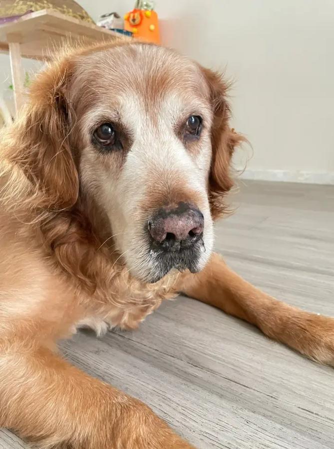 八年的狗相当于人多少岁