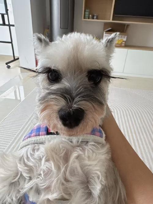 狗8岁相当于人几岁