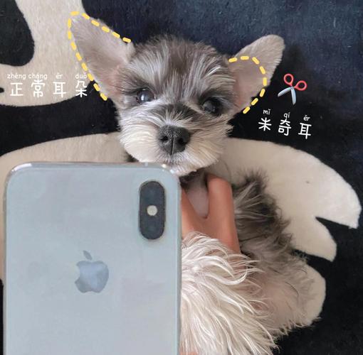 狗狗能不能吃银耳