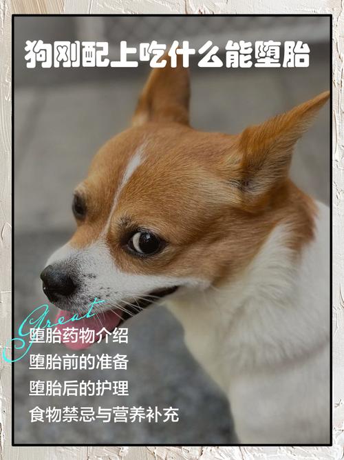 狗狗怀孕了能吃打胎药吗