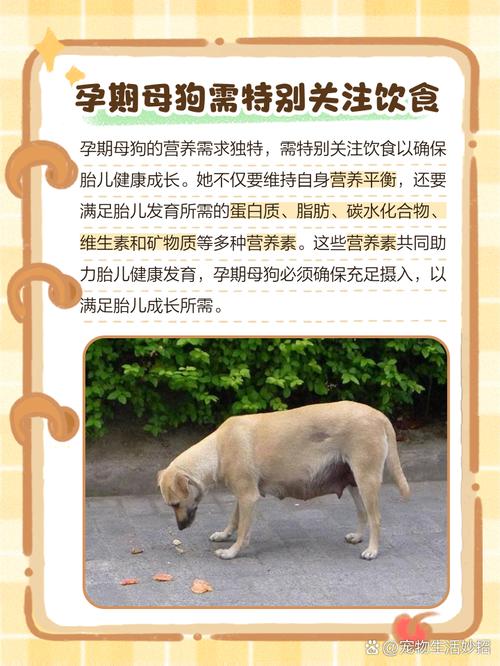七八个月的狗狗怀孕怎么办