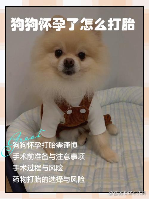 狗狗怀孕了怎么打胎
