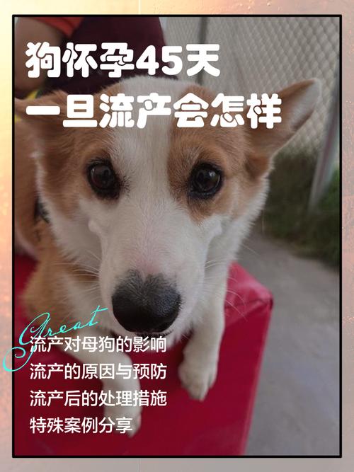狗怀孕了能打胎吗