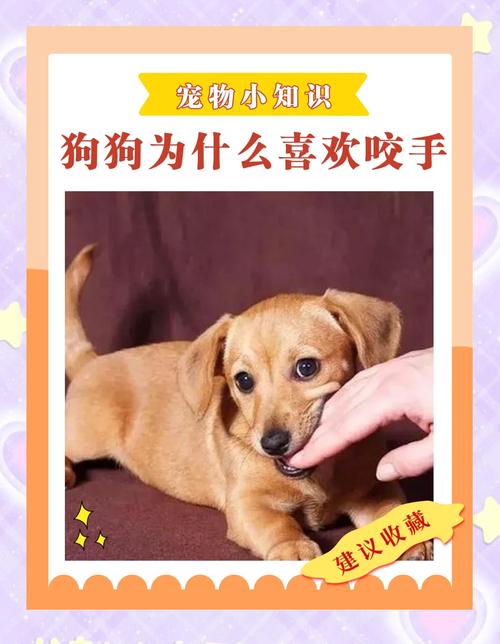 想和爱犬愉快玩耍,但狗狗爱咬手怎么办?