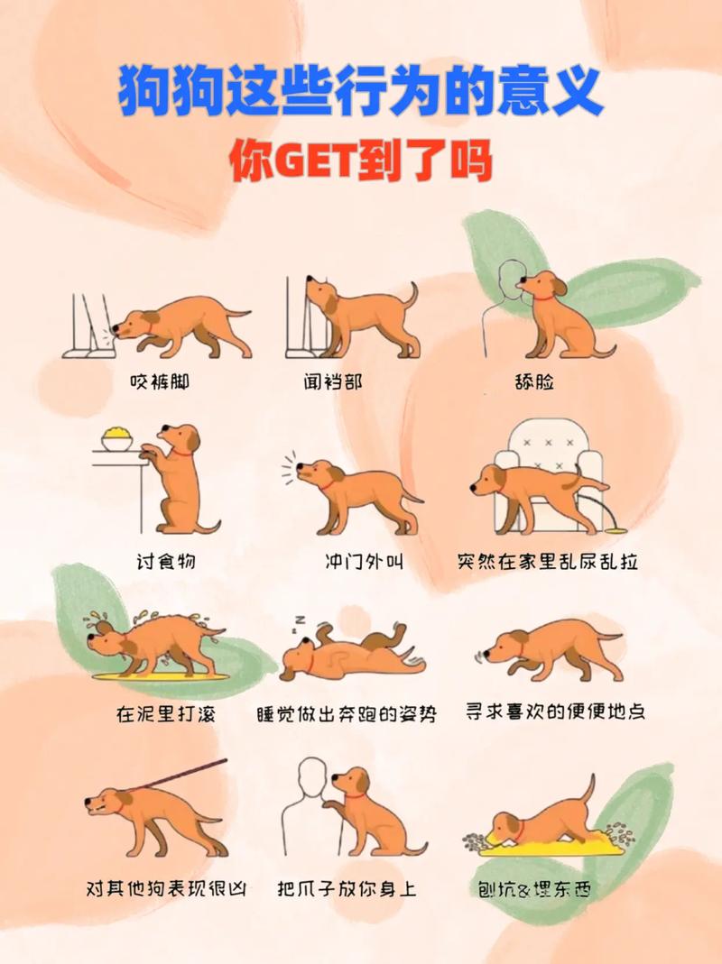 跟狗狗玩耍,应该这么做