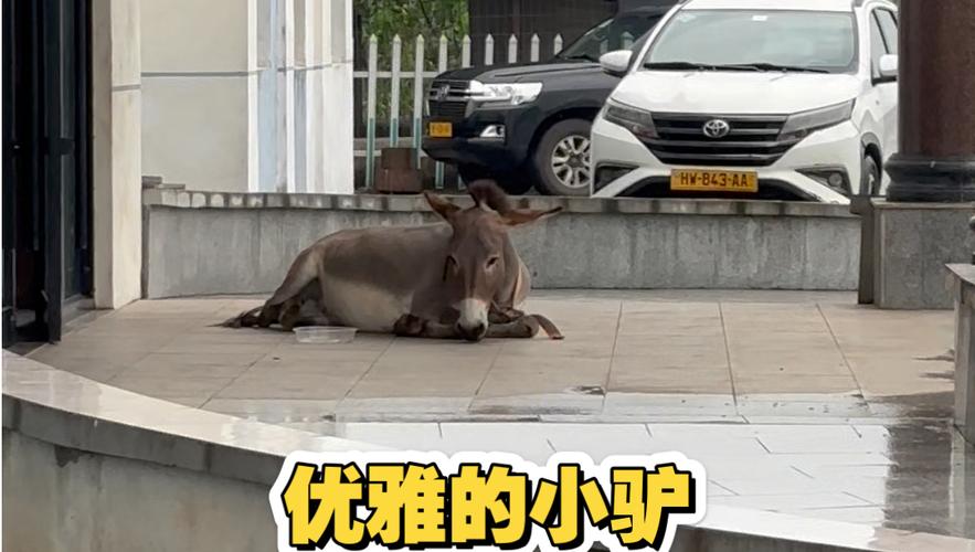 狗狗为什么不能吃驴