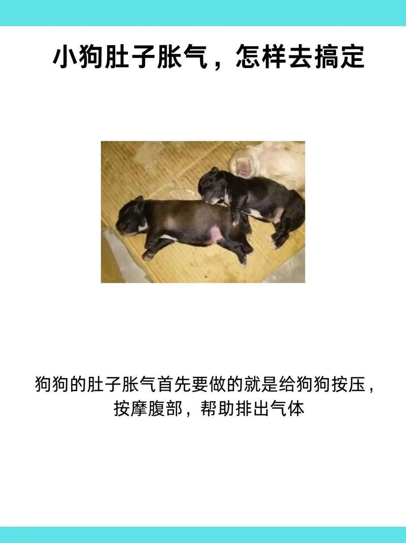 狗狗吃多了撑到肚子怎么办?