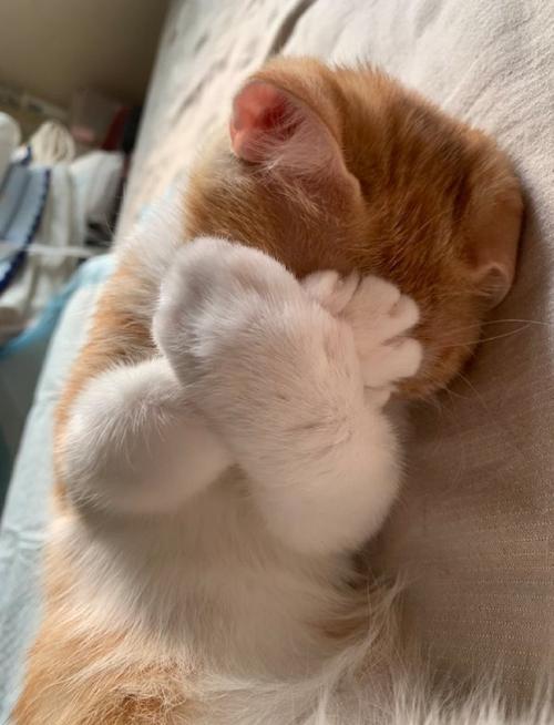 猫最合适的睡姿是怎么样的?对身体健康有好处的睡姿