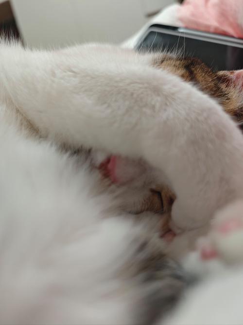 原来小猫咪的睡姿中暗藏这些玄机!