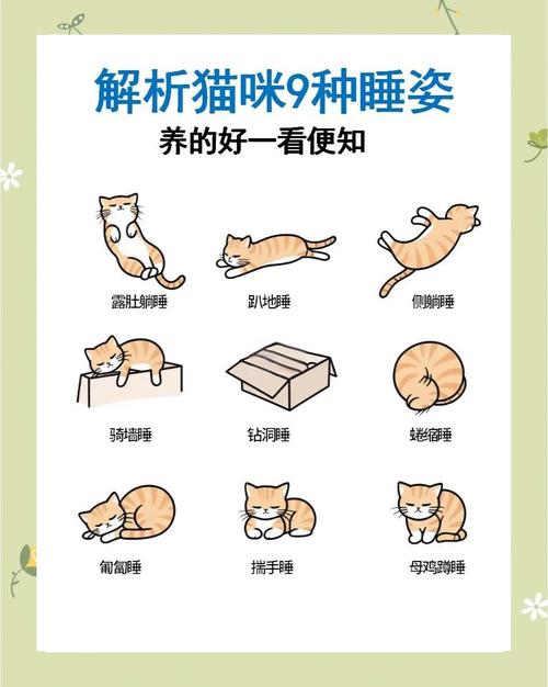 盘点猫猫常见“睡姿”,第三种最为少见