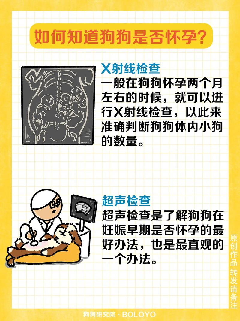 如何判断狗狗是否怀孕呢?