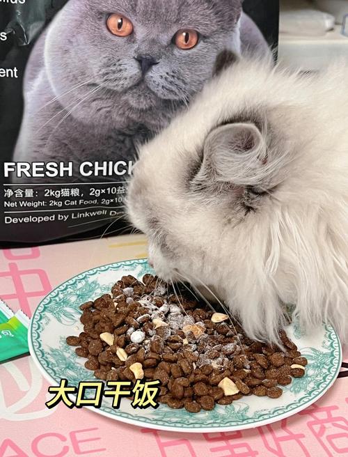 布偶猫吃什么益生菌好