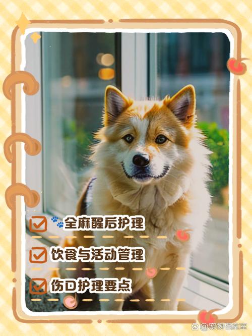 狗狗呼吸麻醉后要注意什么?